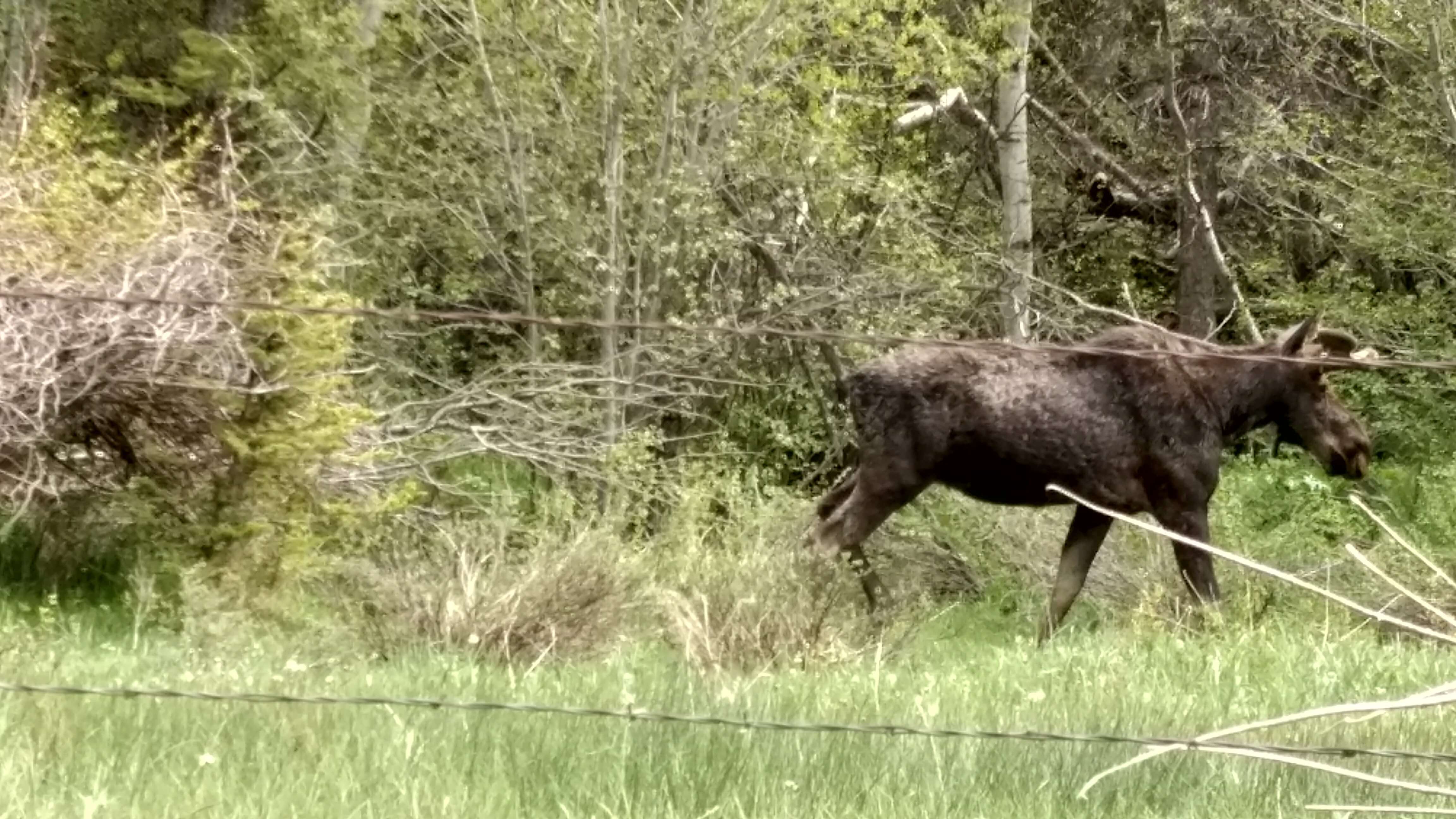 Wild moose spotted near Medford, Wisconsin national forest