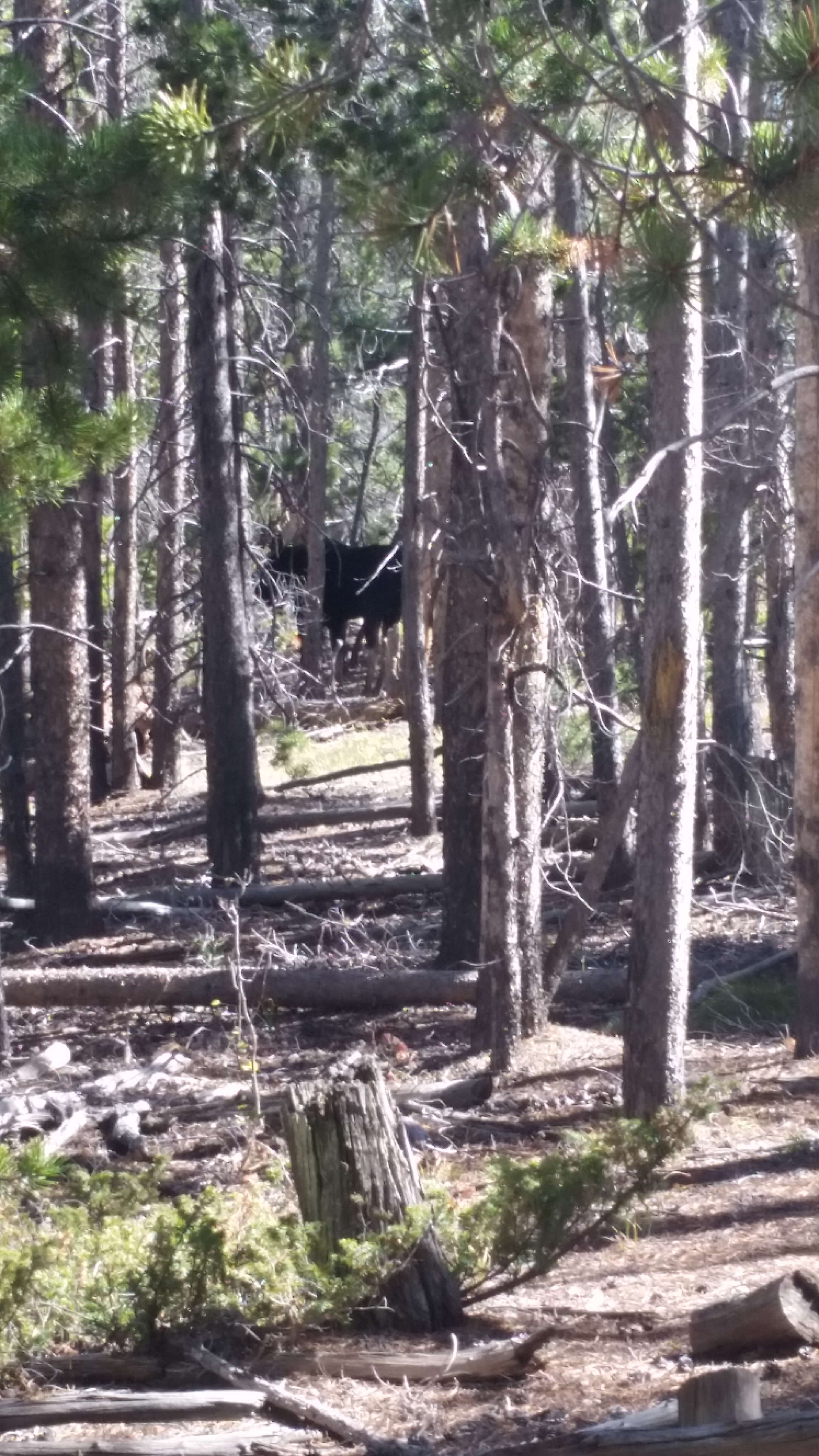 Moose in natural habitat near Wisconsin national forest